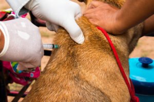 Monitoramento cardíaco em animais sedados